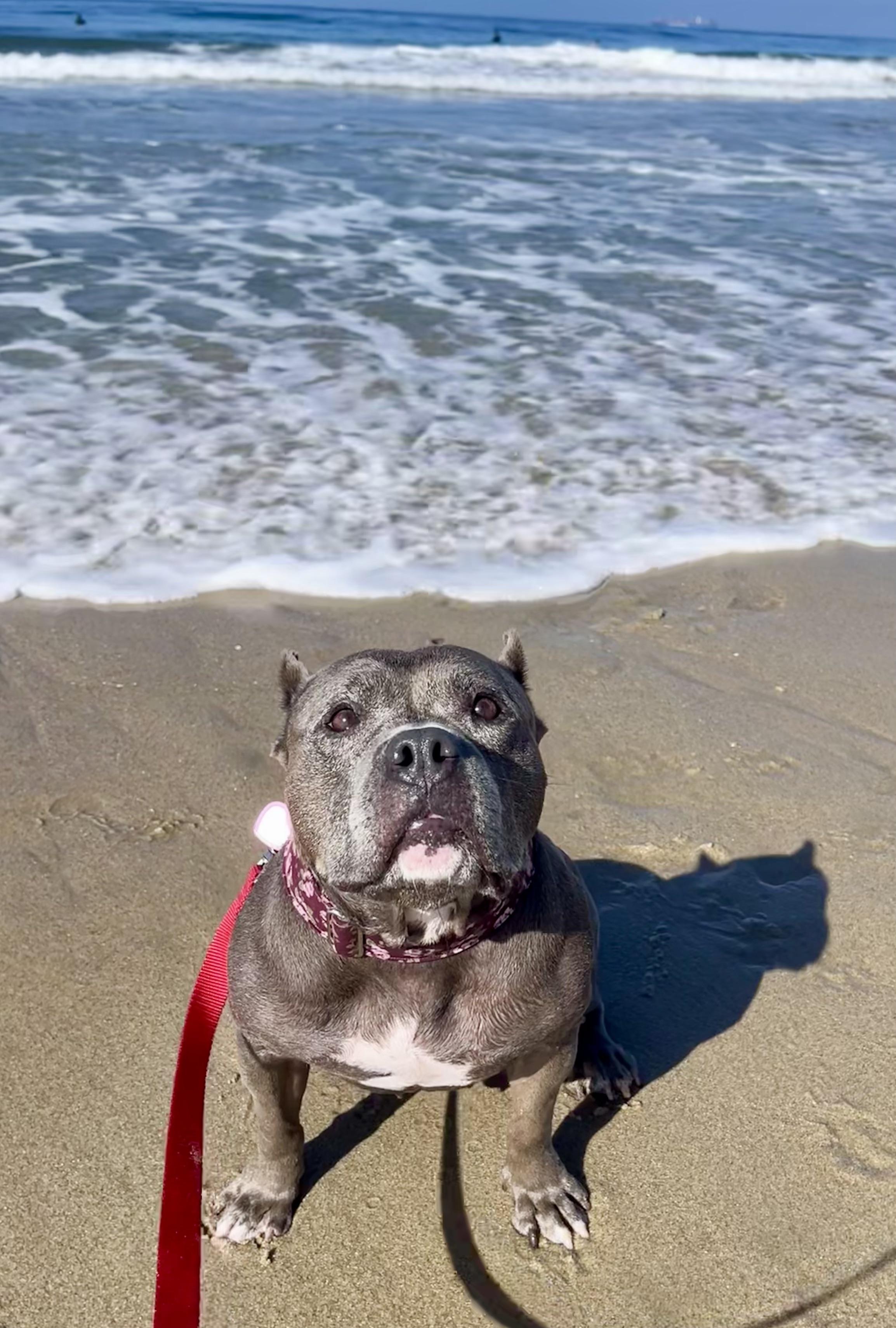 Izzy, a Adoptable American Bully in La Habra, CA image 2/6