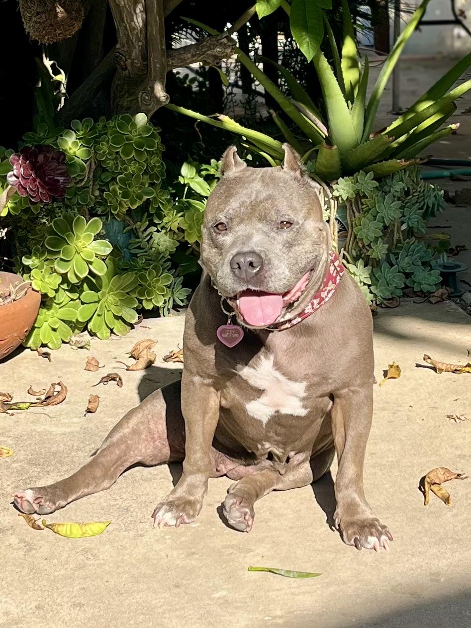 Izzy, a Adoptable American Bully in La Habra, CA image 3/6