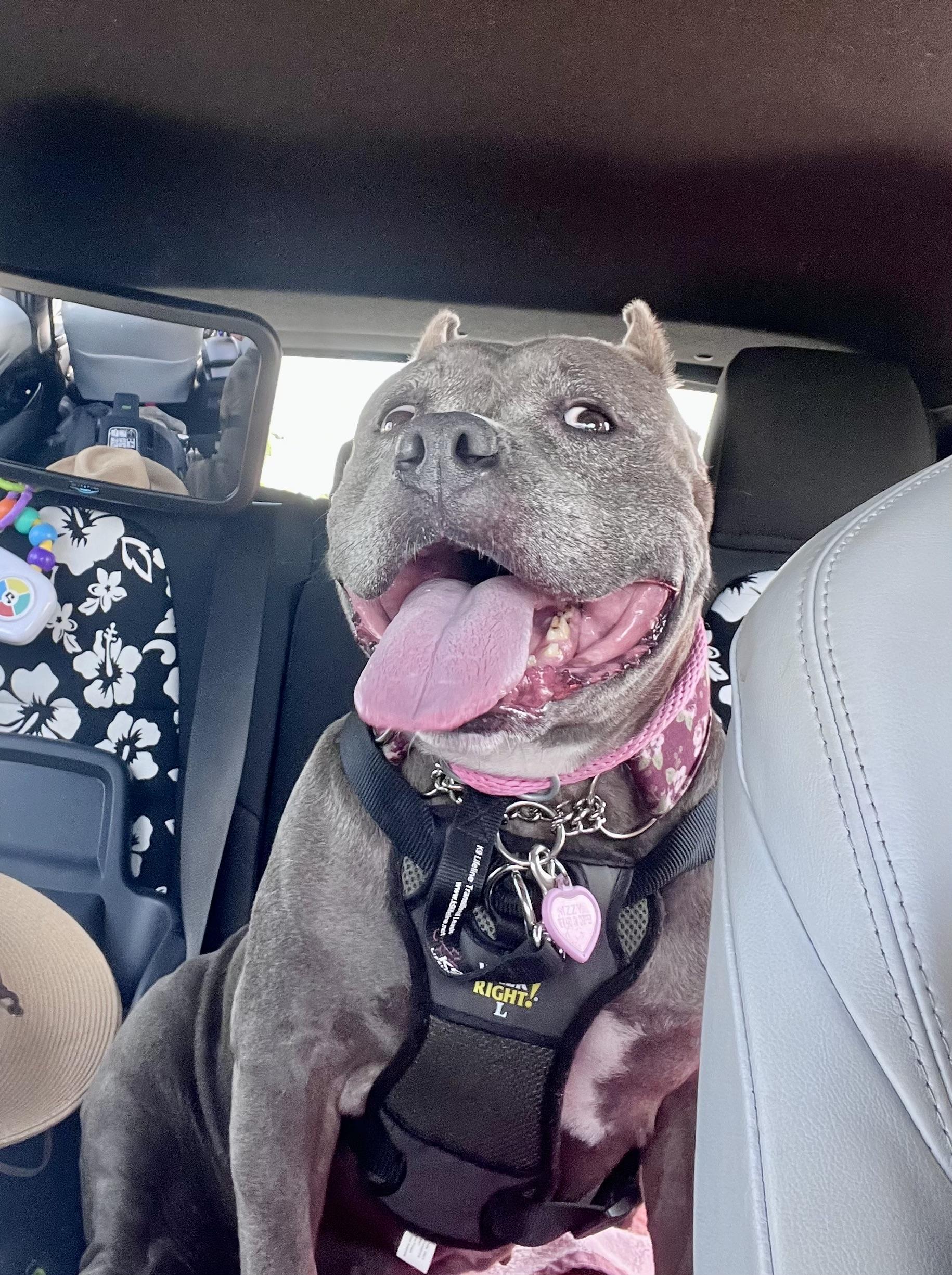 Izzy, a Adoptable American Bully in La Habra, CA image 6/6