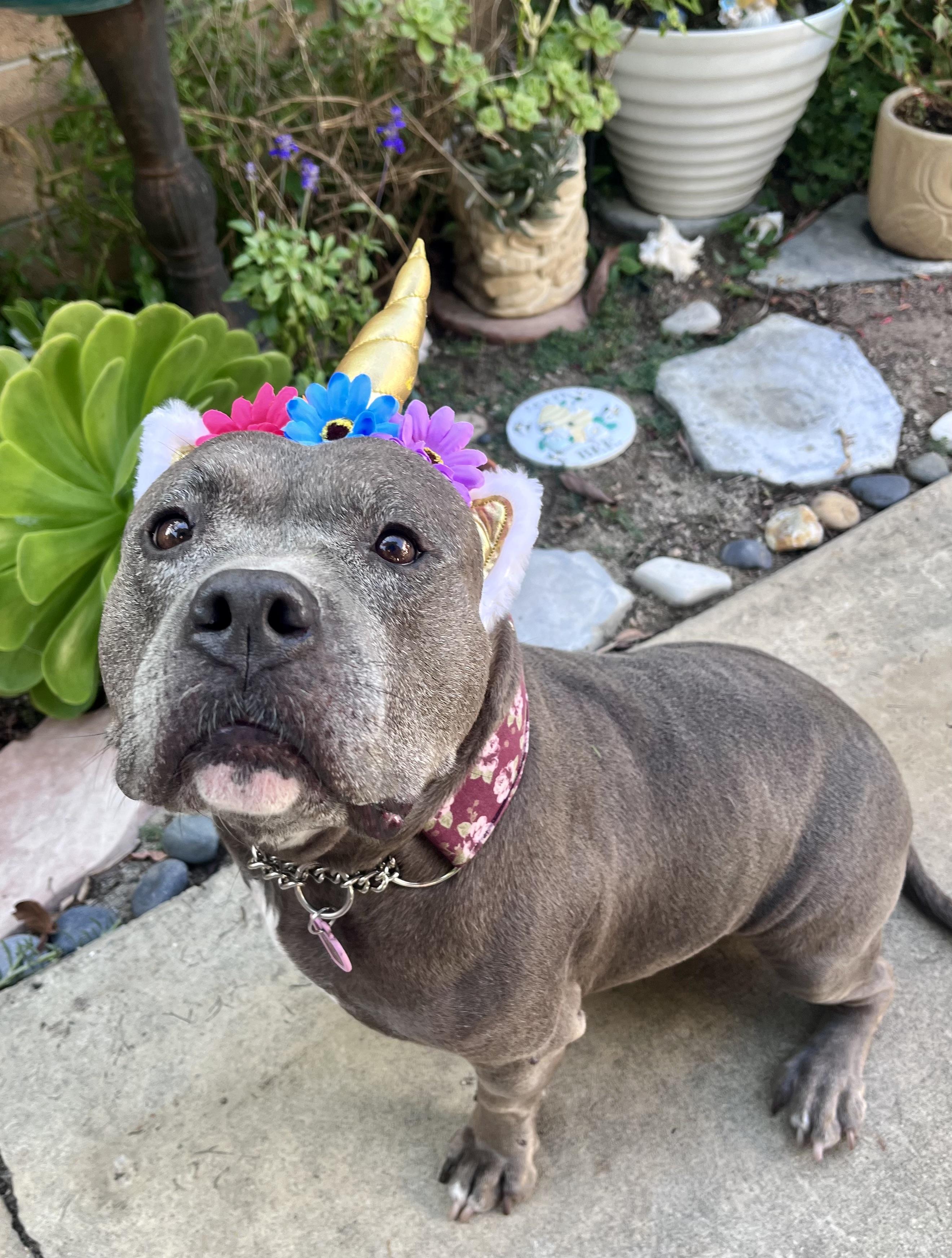 Izzy, a Adoptable American Bully in La Habra, CA image 4/6