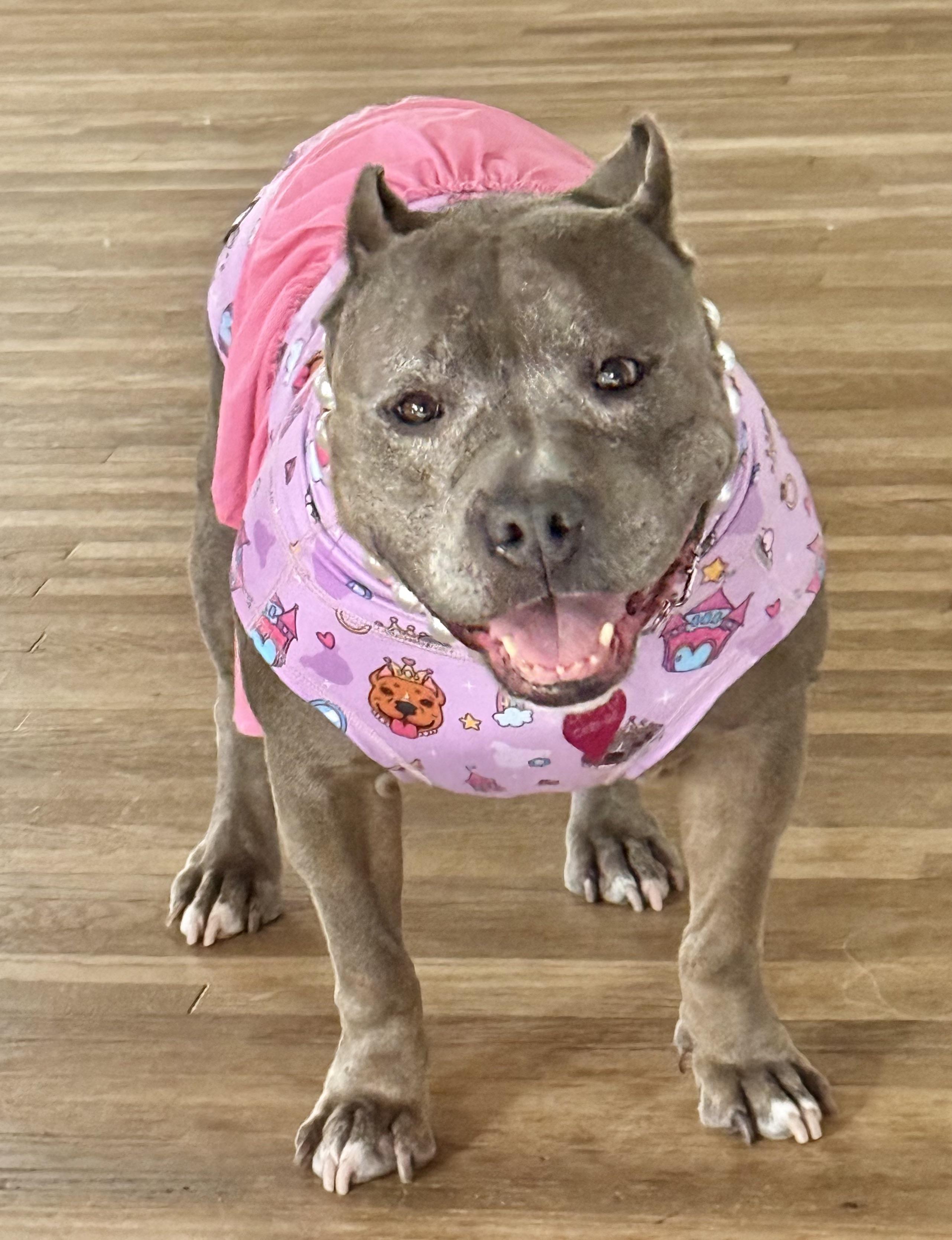 Izzy, Adoptable, Adult Female American Bully.