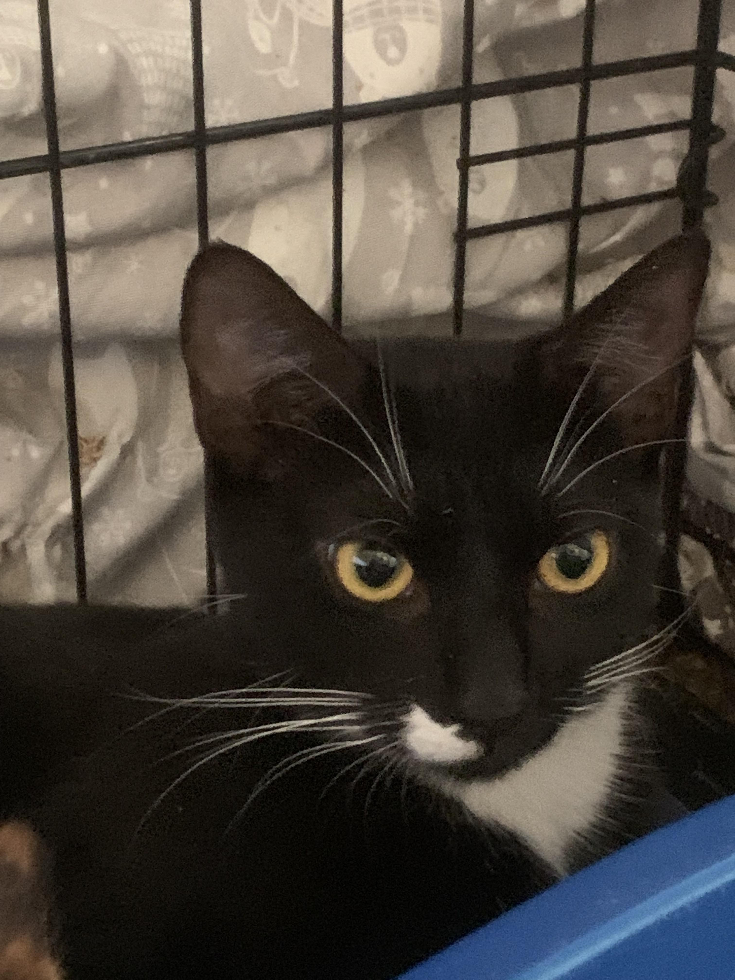 Delphine, a Adoptable mixed breed in Havertown, PA image 3/3