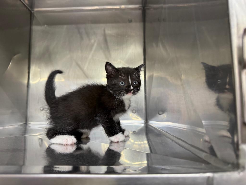 Apple, Adoptable, Kitten Female Domestic Short Hair.