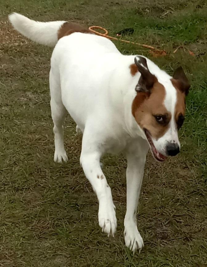 Buster, a Adopted mixed breed in Inverness, FL image 4/6