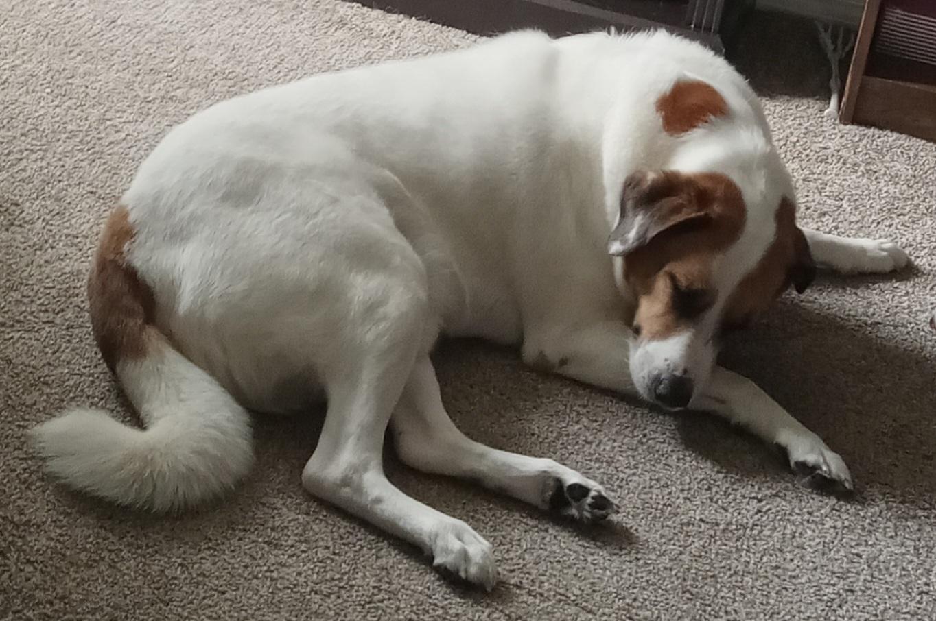 Buster, a Adopted mixed breed in Inverness, FL image 1/6