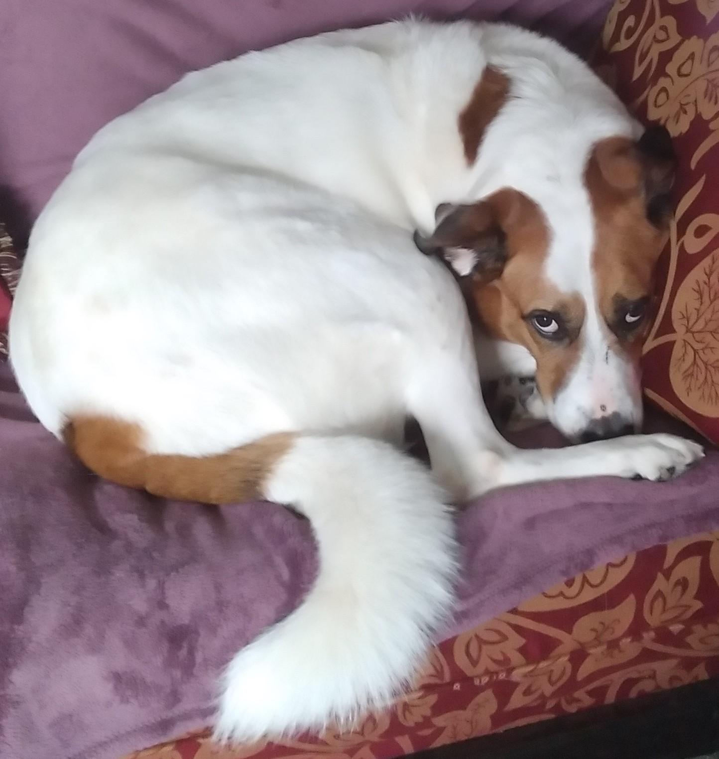 Buster, a Adopted mixed breed in Inverness, FL image 5/6