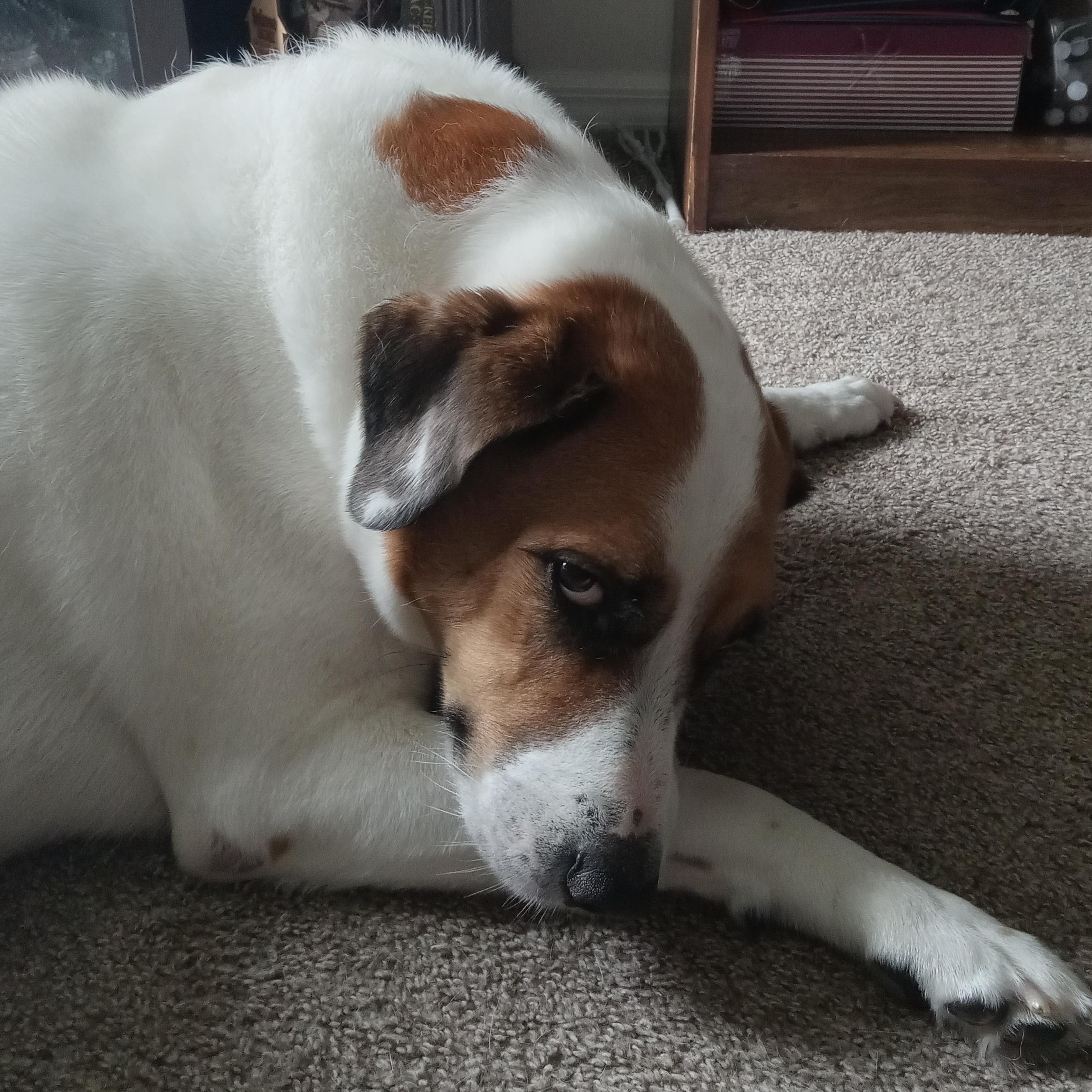 Buster, a Adopted mixed breed in Inverness, FL image 3/6