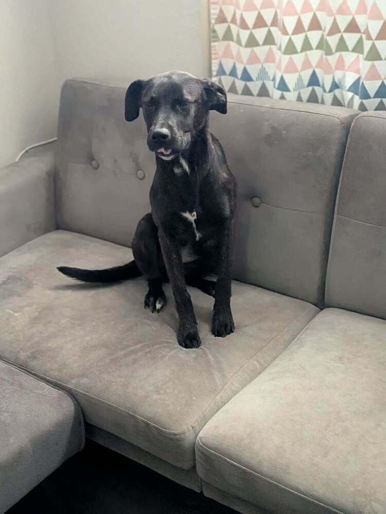 Enlarge Mabel, a Adoptable mixed breed in Statesville, NC image 2/6