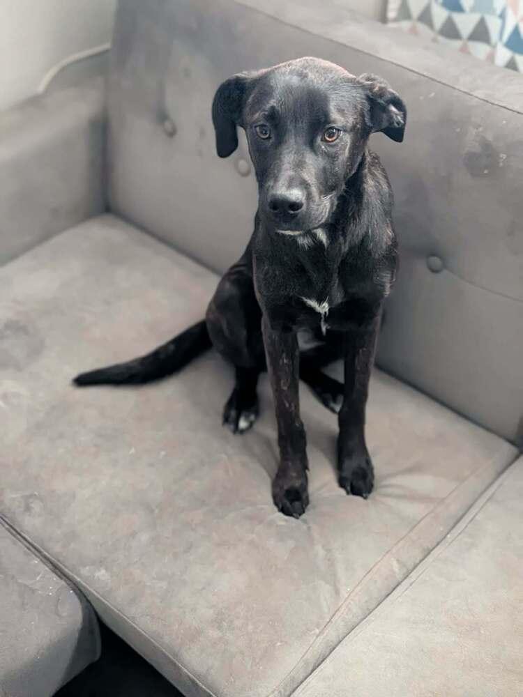 Enlarge Mabel, a Adoptable mixed breed in Statesville, NC image 3/6