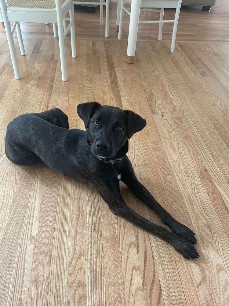Enlarge Mabel, a Adoptable mixed breed in Statesville, NC image 4/6