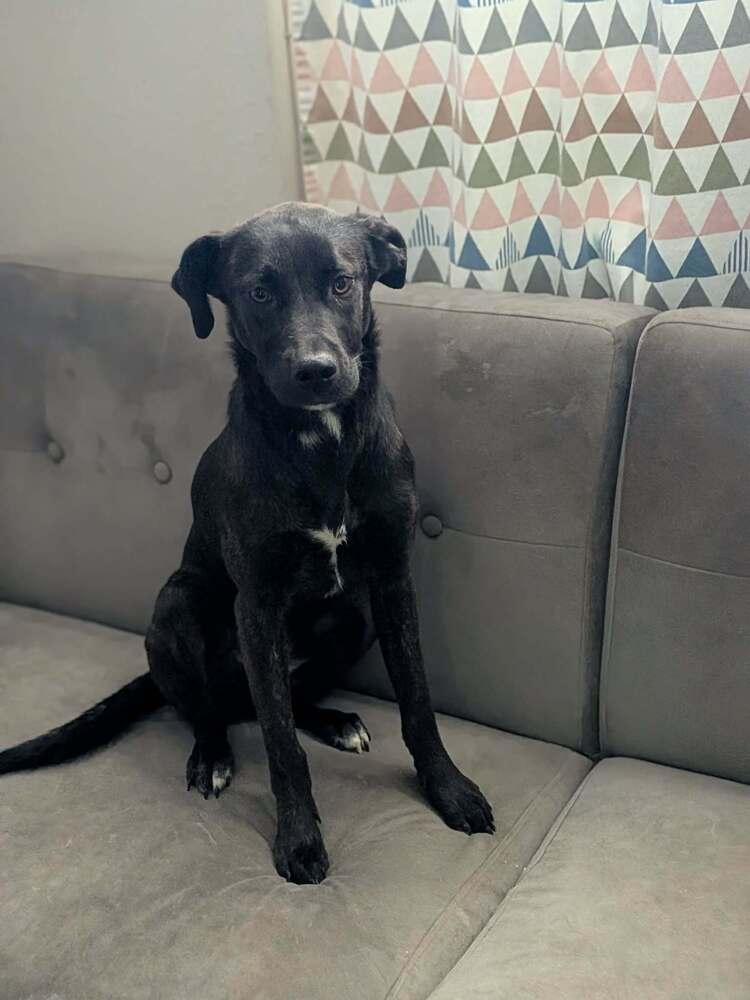 Enlarge Mabel, a Adoptable mixed breed in Statesville, NC image 5/6