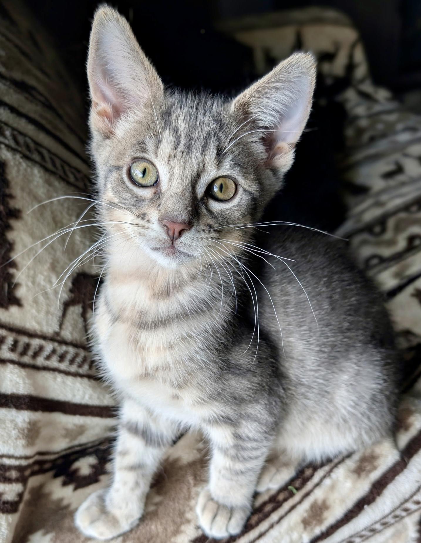 Mulder, Adoptable, Kitten Male Domestic Short Hair.