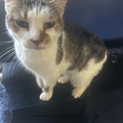 kiki, ADOPTABLE, Adult Female Domestic Short Hair.