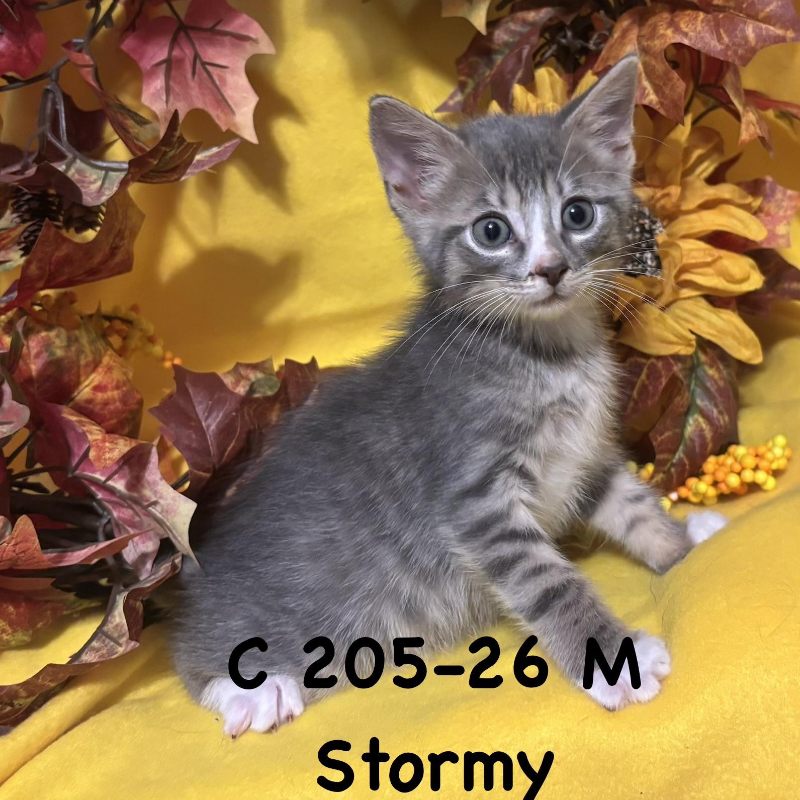 Enlarge Foster Stormy, a Adopted mixed breed in Batavia, NY image 1/1
