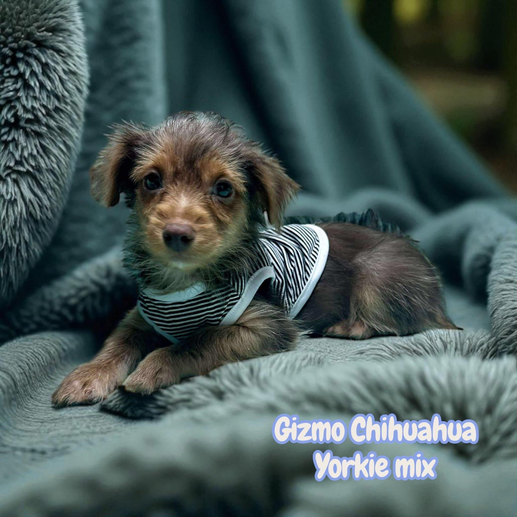 Gizmo