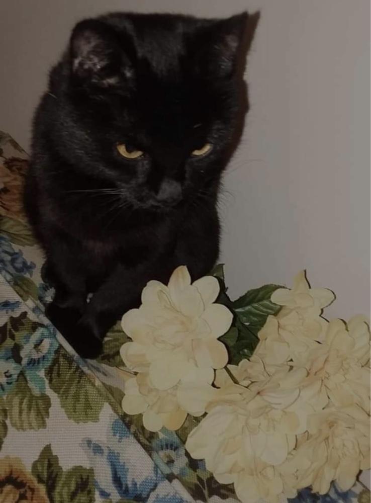 Enlarge Sassy VII, a Adoptable Domestic Short Hair in Muskegon, MI image 1/6