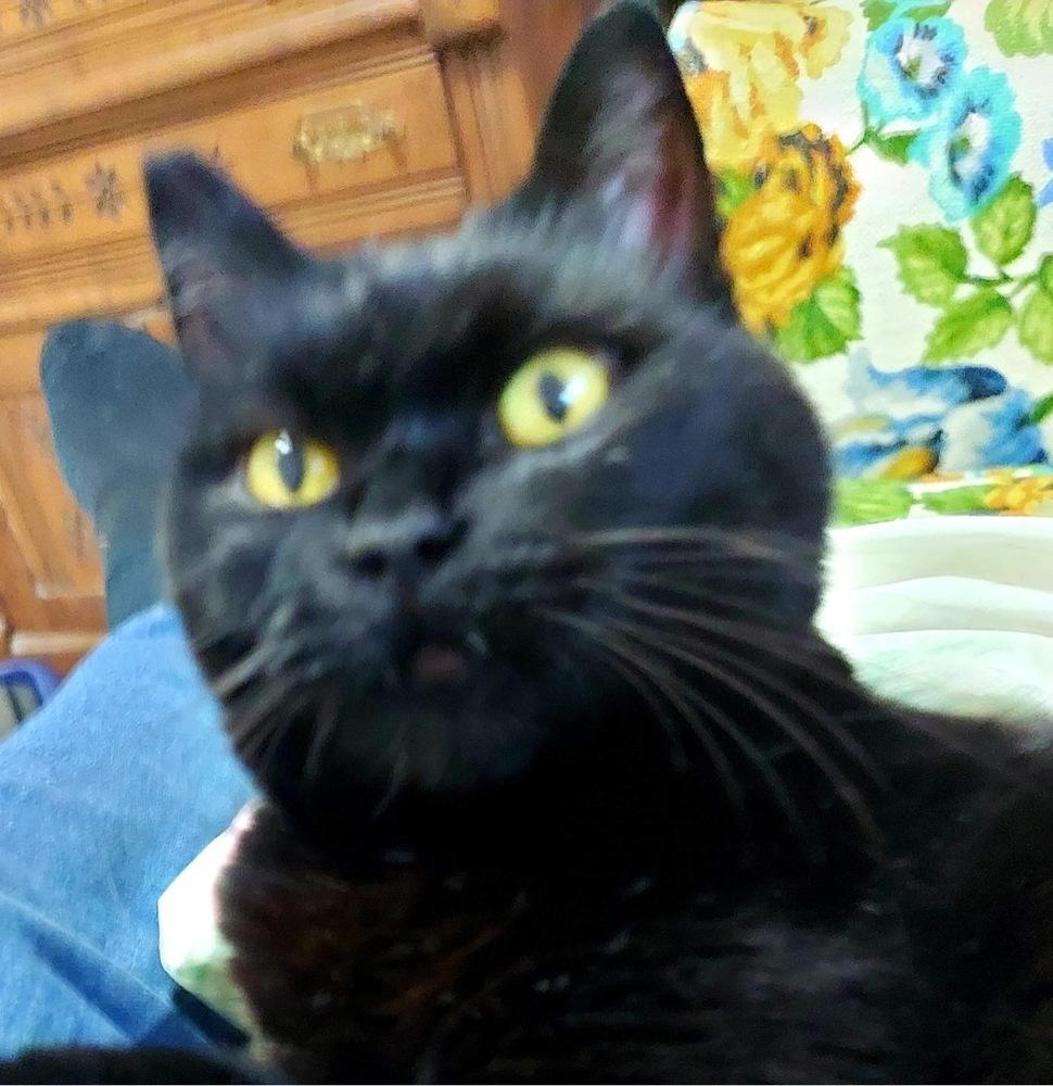 Enlarge Sassy VII, a Adoptable Domestic Short Hair in Muskegon, MI image 2/6