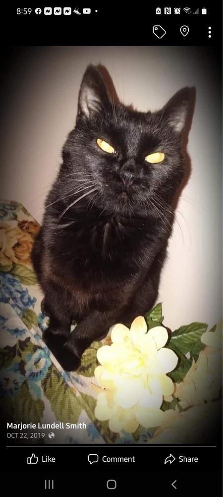 Enlarge Sassy VII, a Adoptable Domestic Short Hair in Muskegon, MI image 3/6