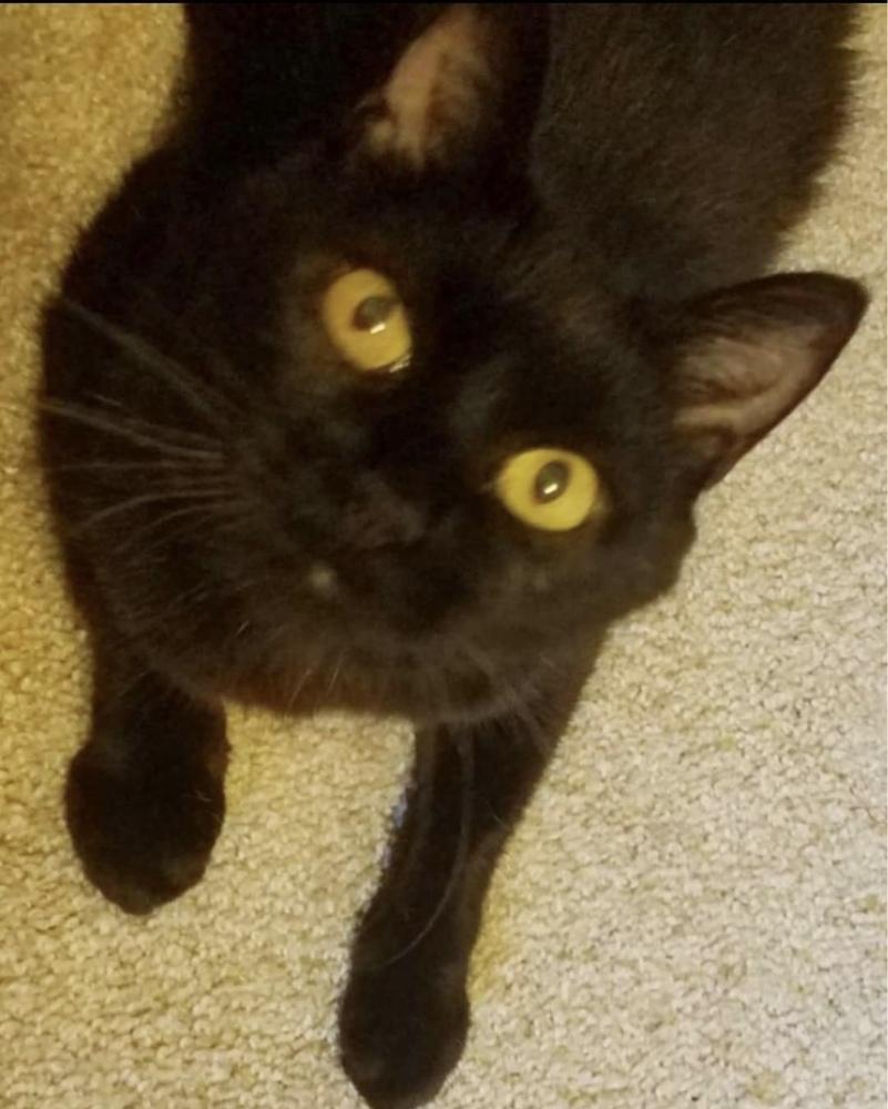 Enlarge Sassy VII, a Adoptable Domestic Short Hair in Muskegon, MI image 4/6