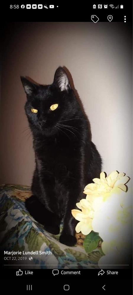 Enlarge Sassy VII, a Adoptable Domestic Short Hair in Muskegon, MI image 5/6