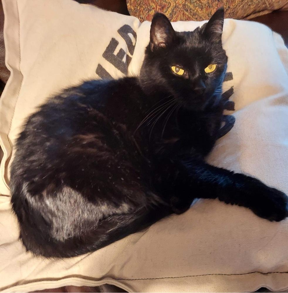 Enlarge Sassy VII, a Adoptable Domestic Short Hair in Muskegon, MI image 6/6