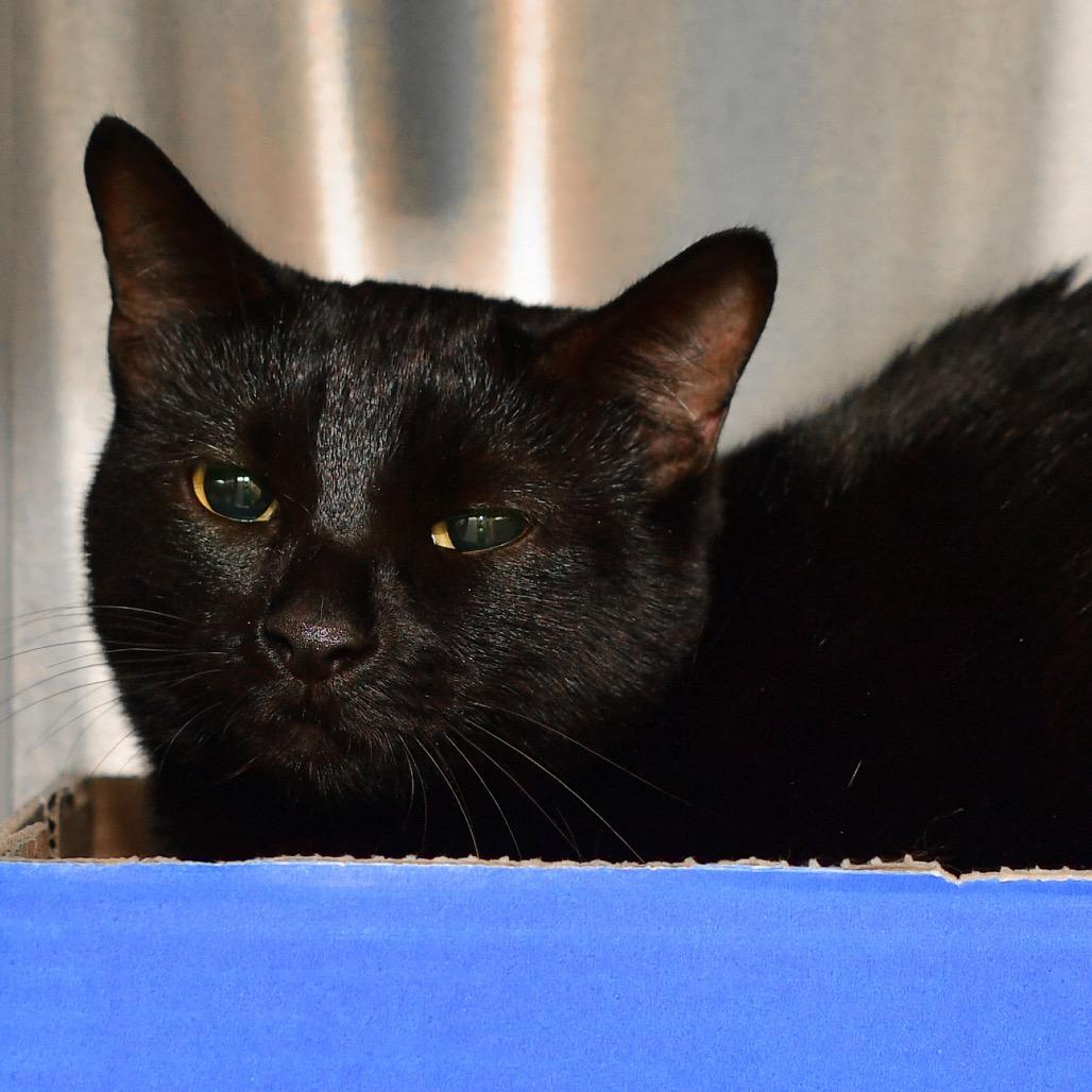 Kiwi, Adoptable, Adult Female Domestic Short Hair.