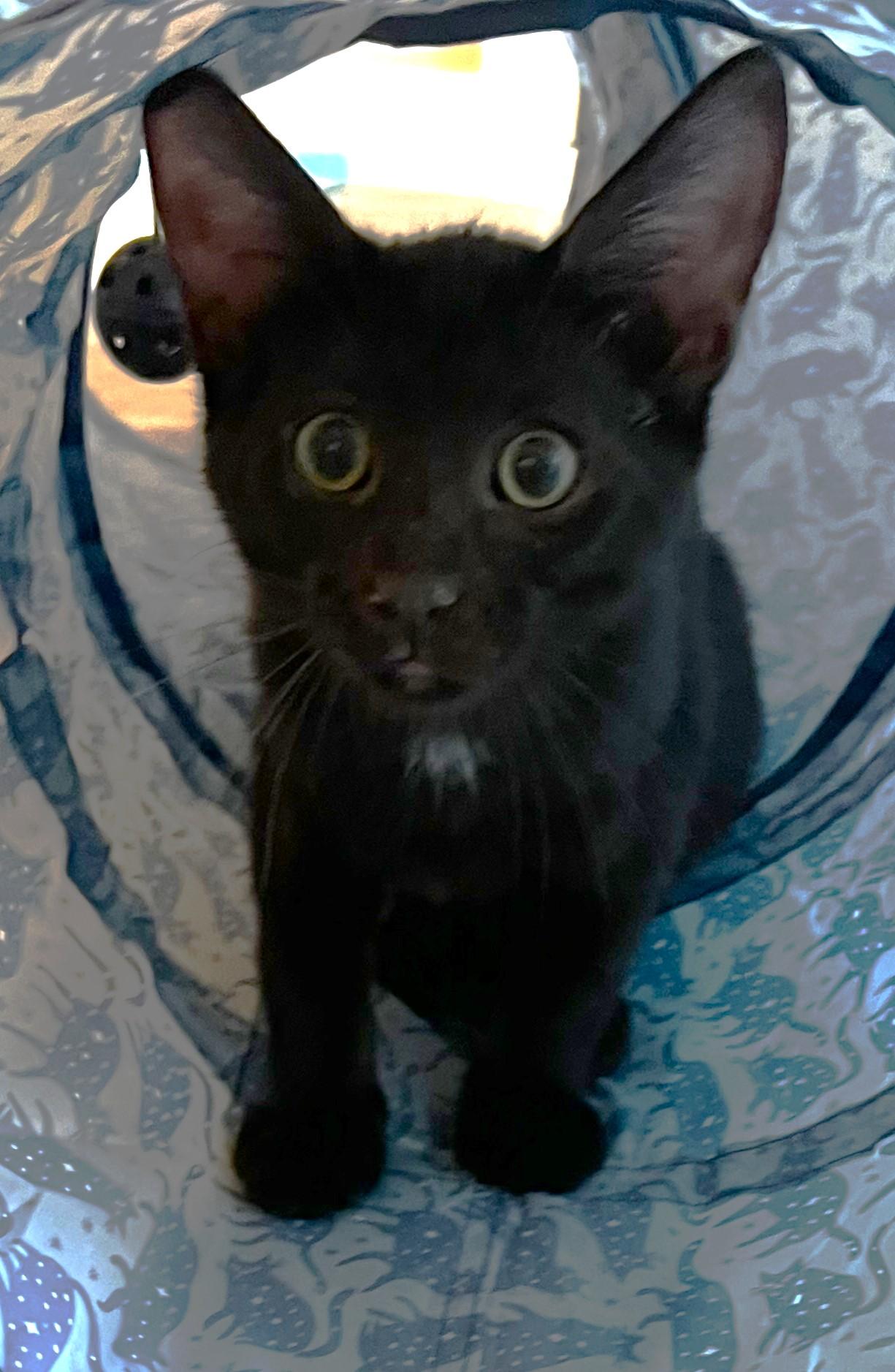 Enlarge Lily - available at Petsmart NE, a ADOPTABLE Domestic Short Hair in Cedar Rapids, IA image 4/6