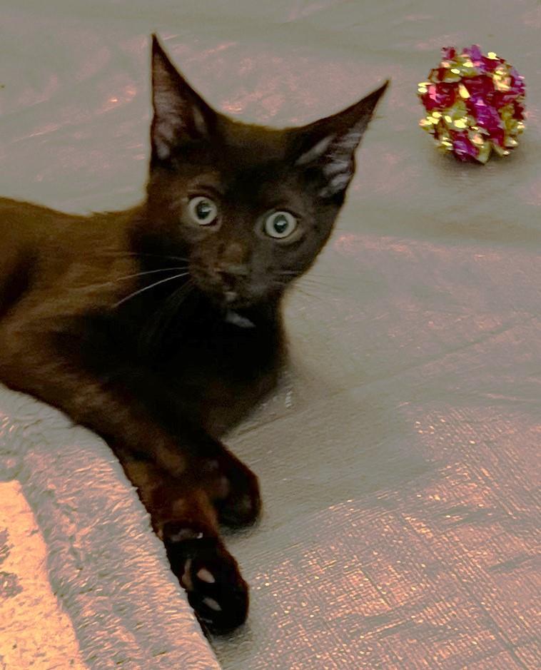 Lily - available at Petsmart NE, ADOPTABLE, Kitten Female Domestic Short Hair.