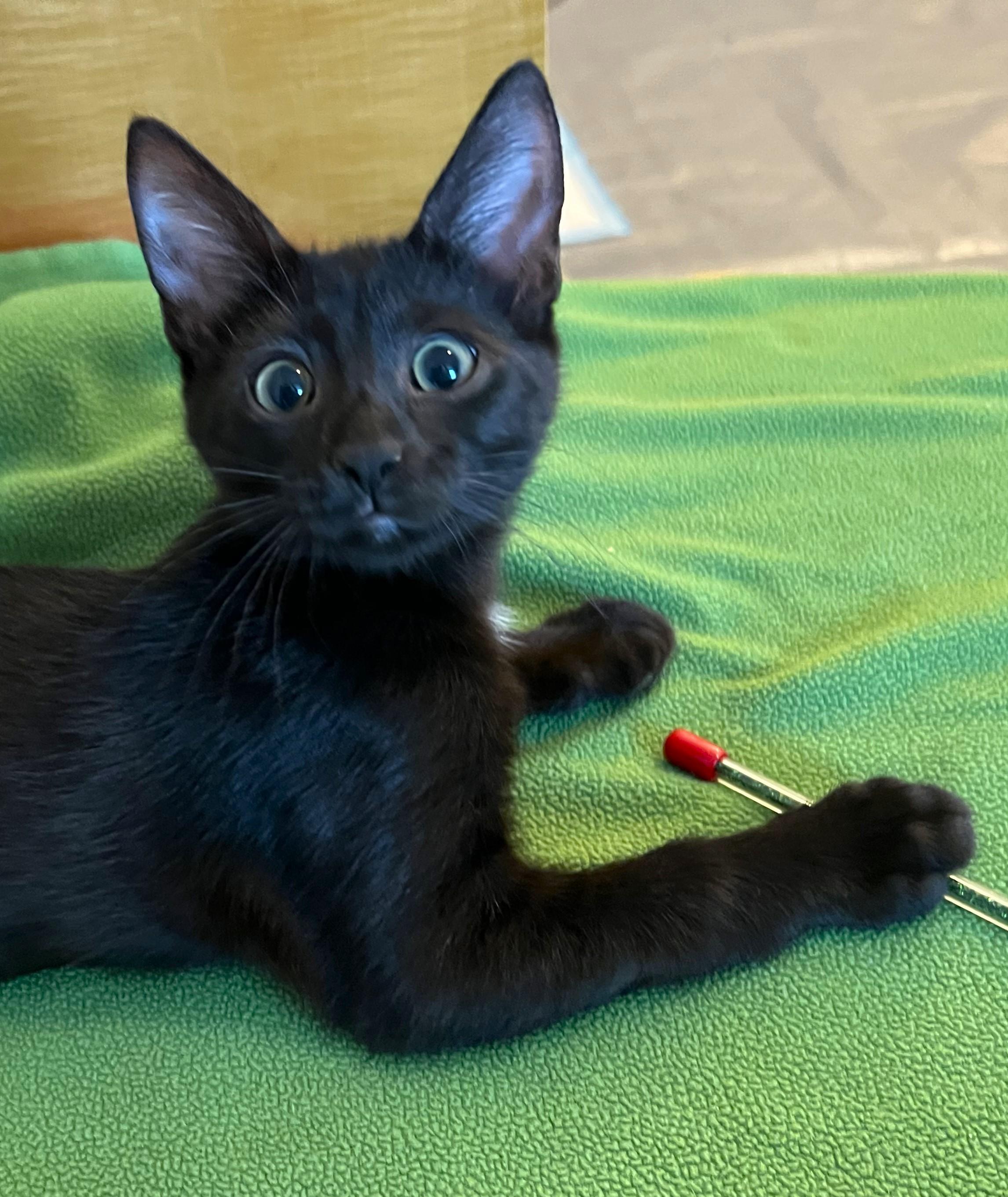 Enlarge Lily - available at Petsmart NE, a ADOPTABLE Domestic Short Hair in Cedar Rapids, IA image 5/6