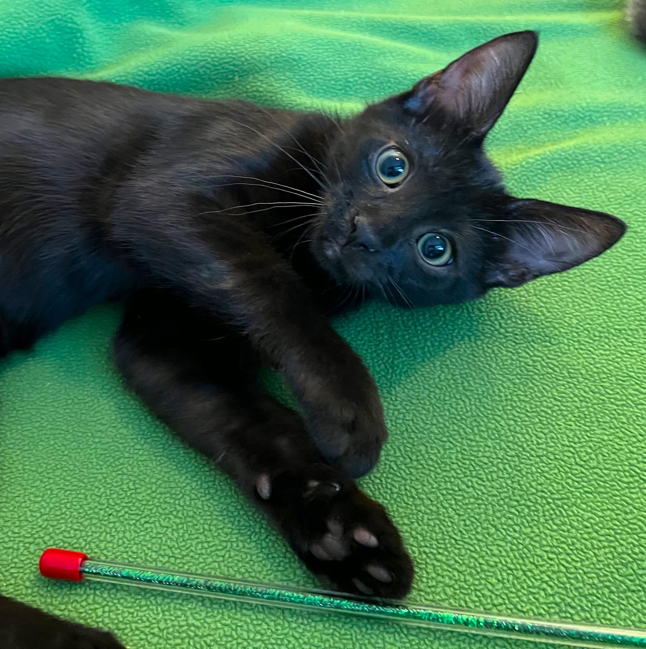 Enlarge Lily - available at Petsmart NE, a ADOPTABLE Domestic Short Hair in Cedar Rapids, IA image 2/6