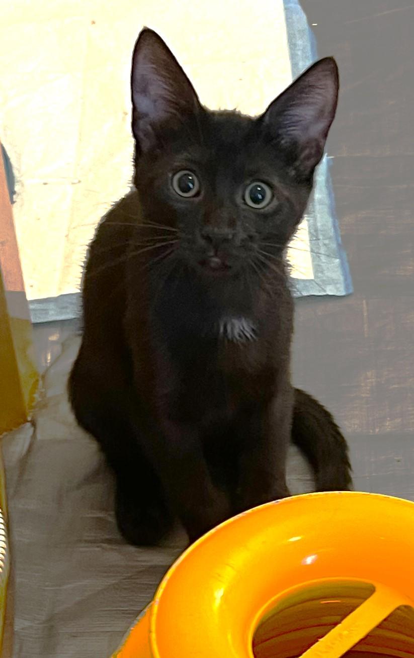 Enlarge Lily - available at Petsmart NE, a ADOPTABLE Domestic Short Hair in Cedar Rapids, IA image 3/6