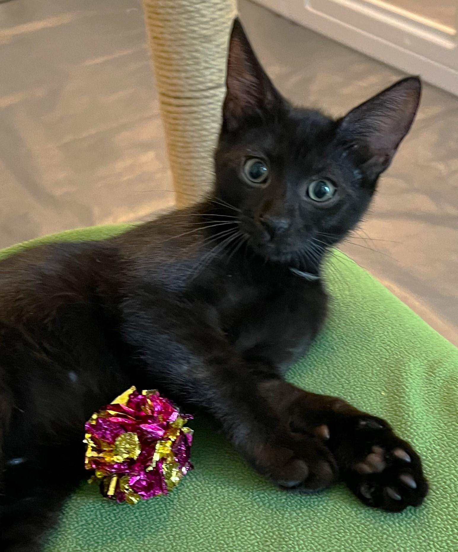 Enlarge Lily - available at Petsmart NE, a ADOPTABLE Domestic Short Hair in Cedar Rapids, IA image 6/6
