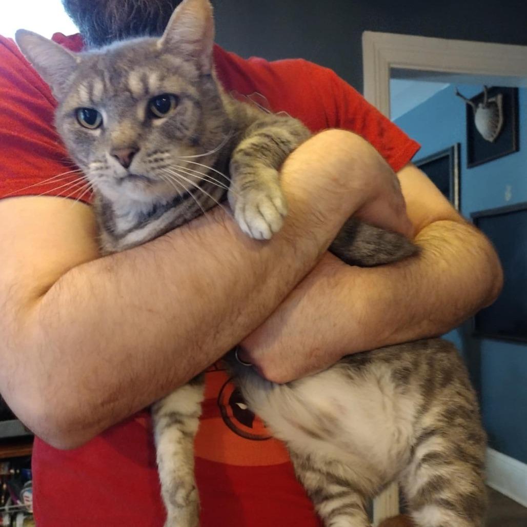 Reynold, Adoptable, Senior Male Domestic Short Hair.