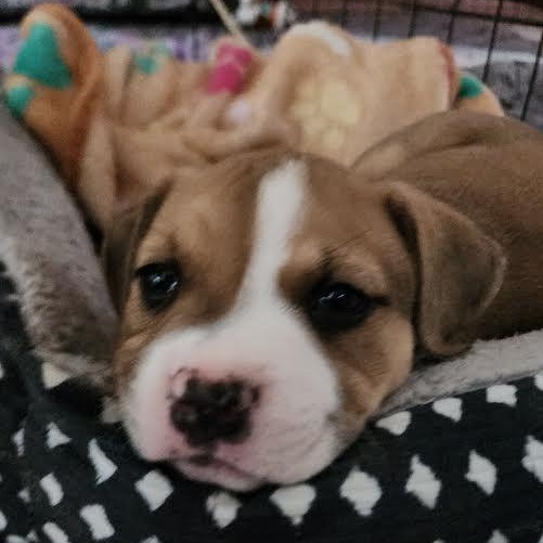 Toaster, a ADOPTABLE mixed breed in Midlothian, VA image 5/5