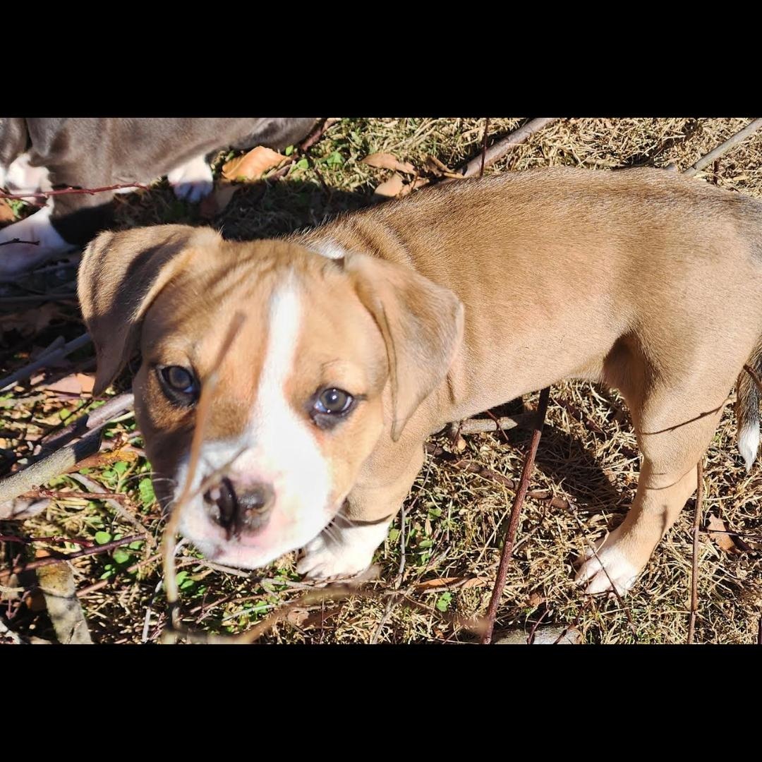 Toaster, a ADOPTABLE mixed breed in Midlothian, VA image 2/5