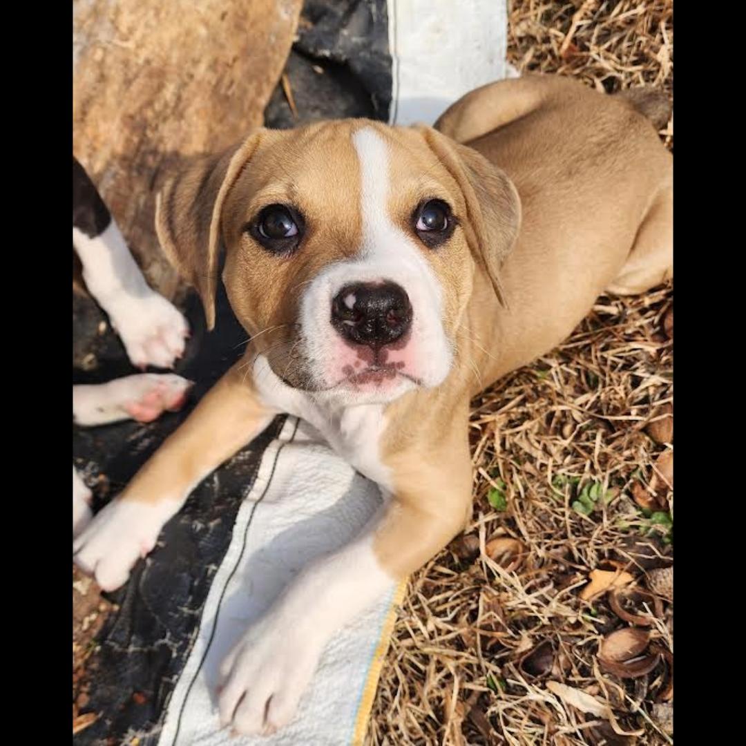 Toaster, ADOPTABLE, Puppy Female Beagle & Foxhound.