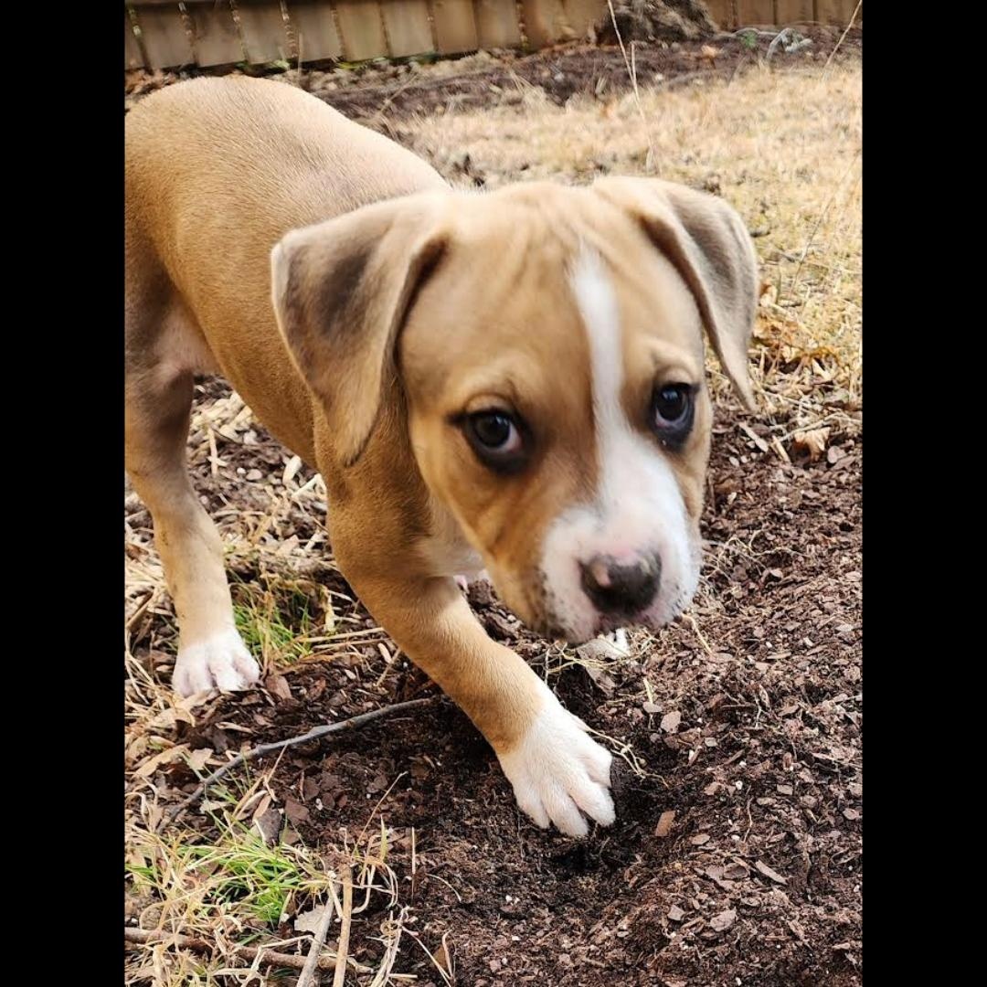 Toaster, a ADOPTABLE mixed breed in Midlothian, VA image 4/5