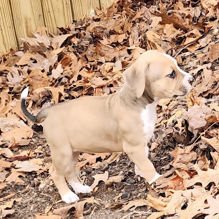 Toaster, a ADOPTABLE mixed breed in Midlothian, VA image 3/5