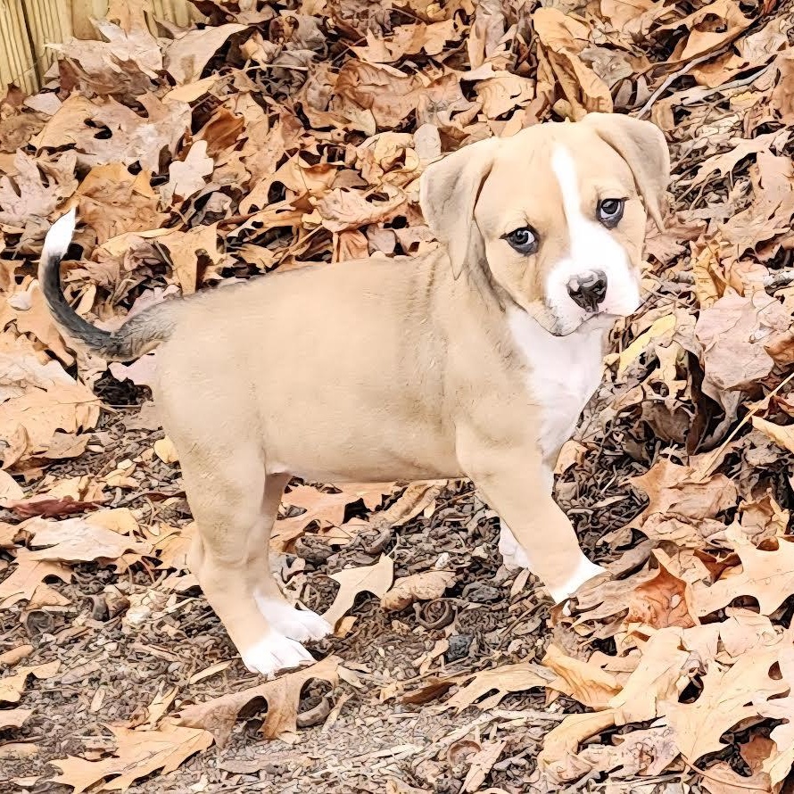 Toaster, a ADOPTABLE mixed breed in Midlothian, VA image 1/5