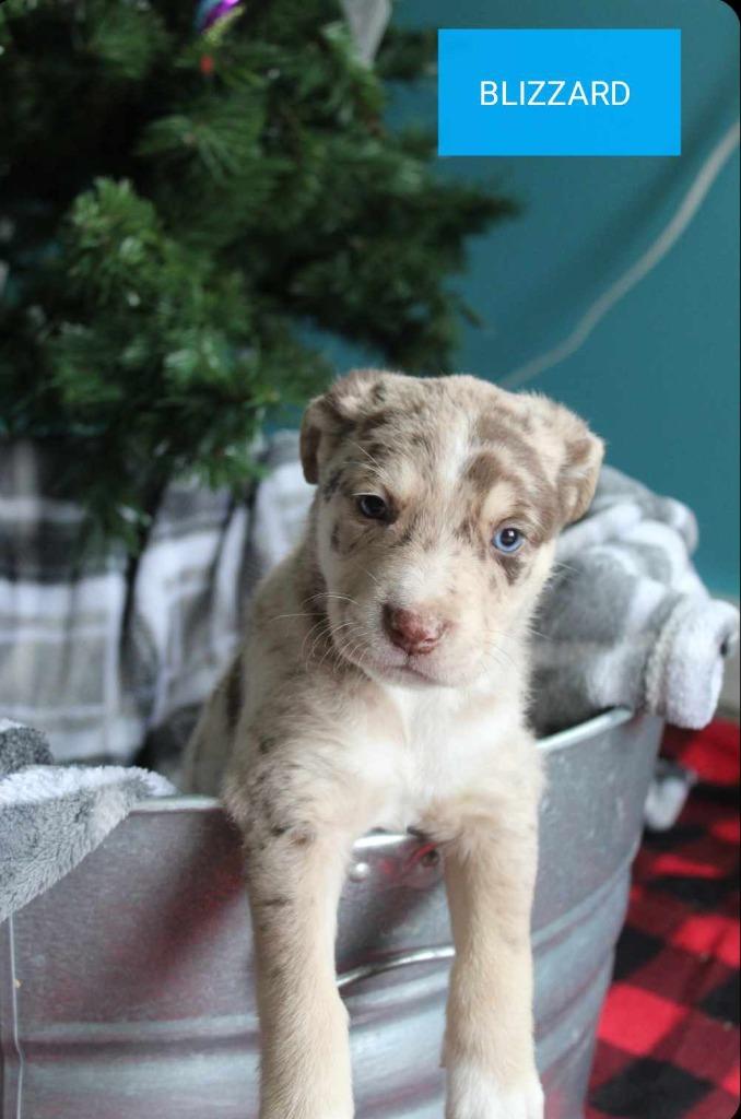 Enlarge Blizzard, a Adopted mixed breed in Kendallville, IN image 1/1