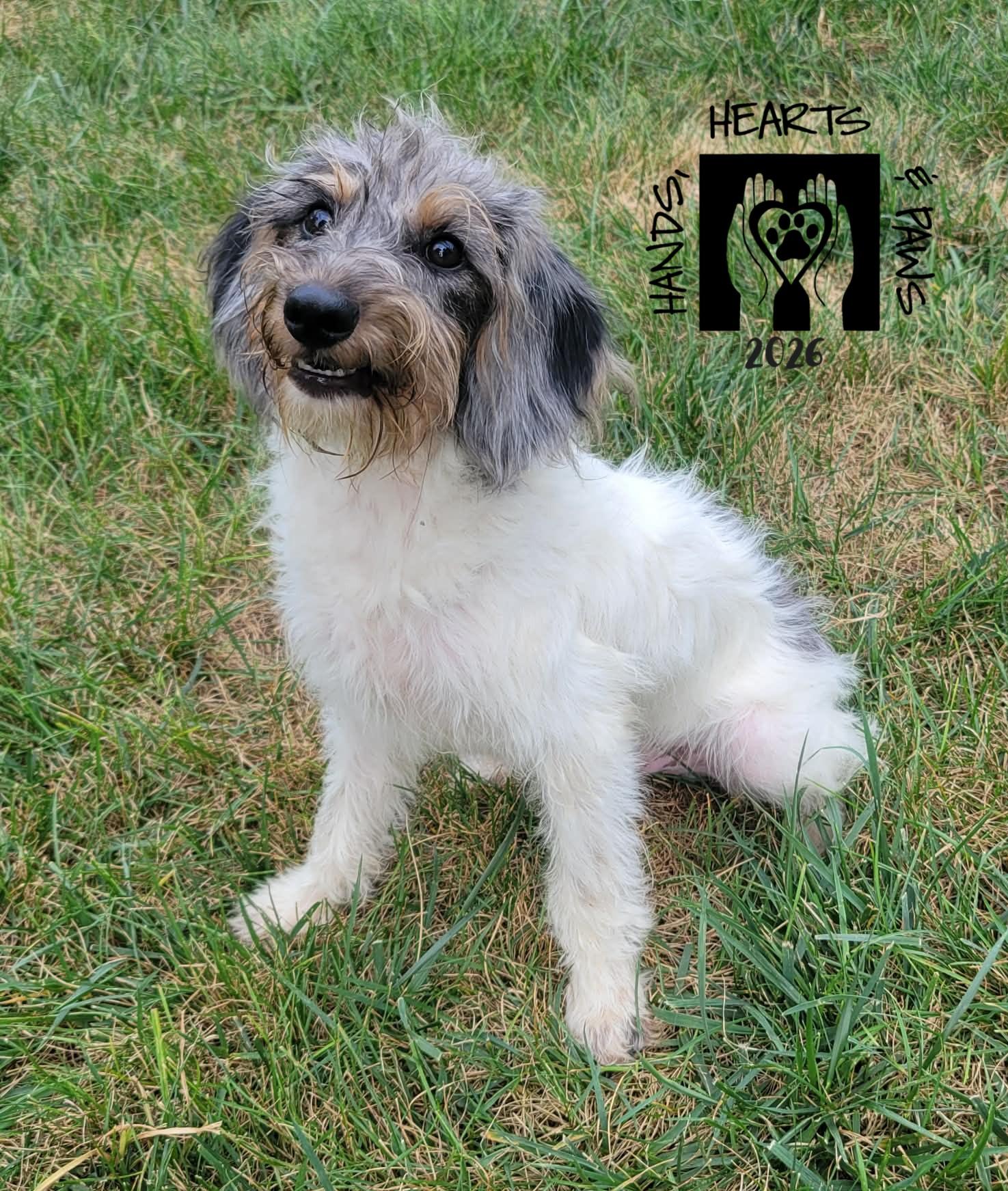 Enlarge McDuffy, an adopted mixed breed in Omaha, NE image 3/4