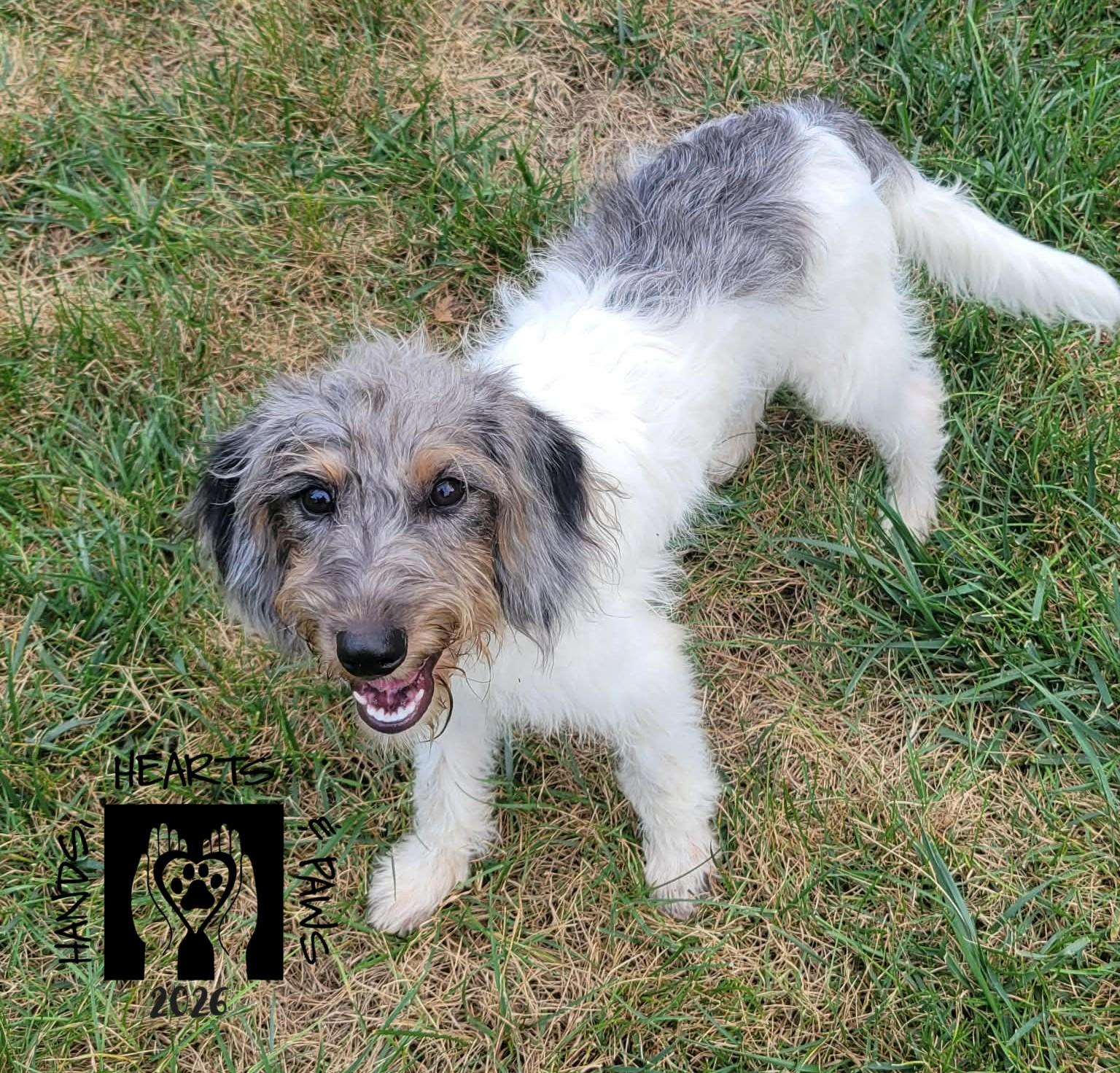 Enlarge McDuffy, an adopted mixed breed in Omaha, NE image 4/4