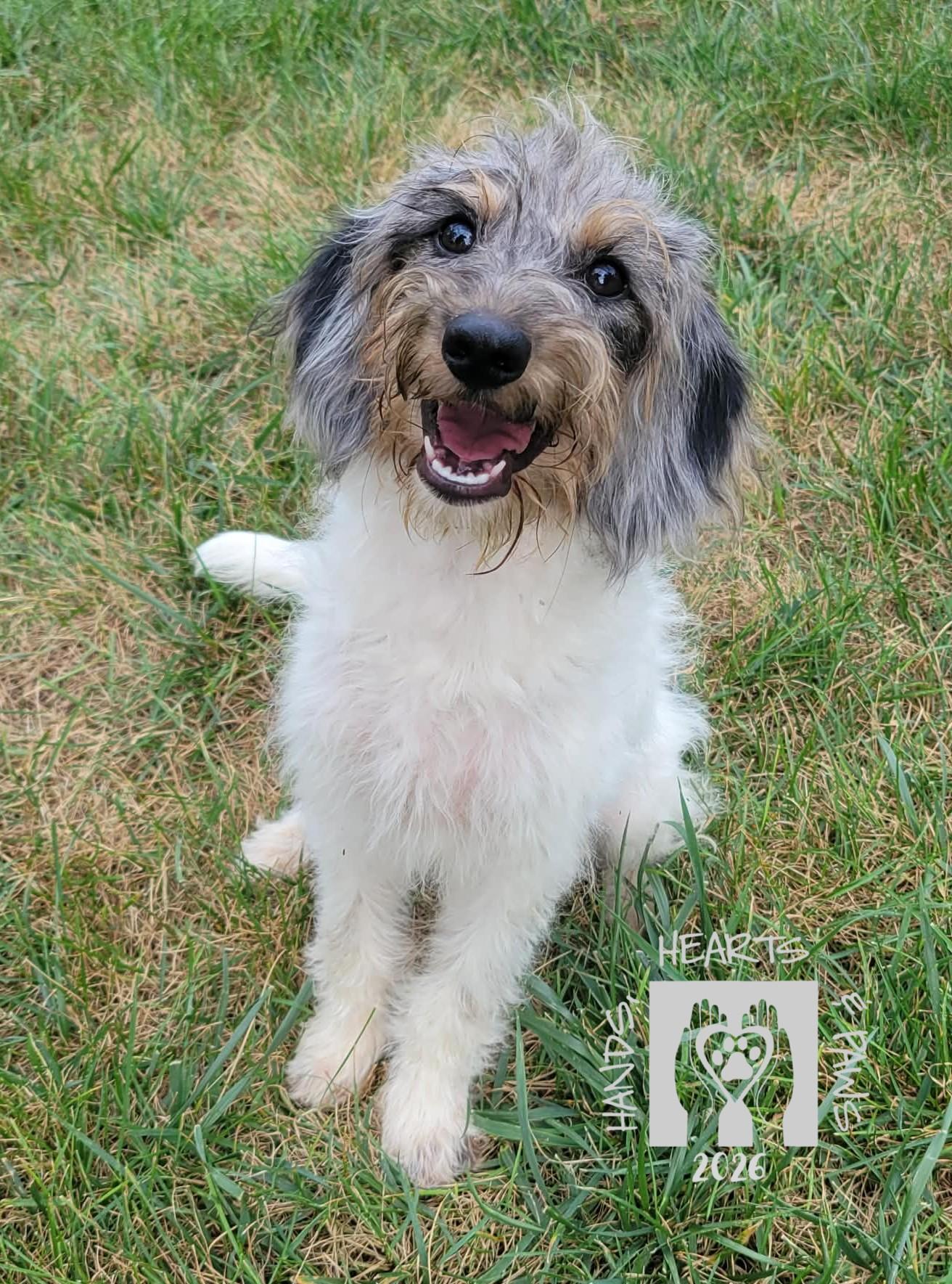 Enlarge McDuffy, an adopted mixed breed in Omaha, NE image 1/4