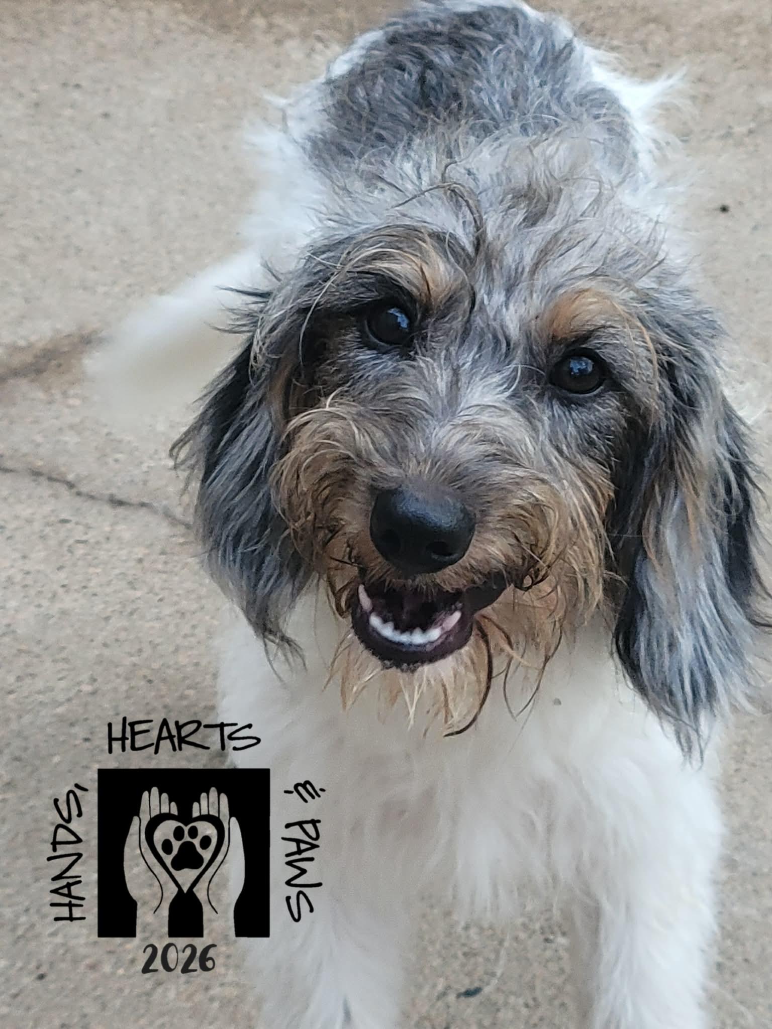 Enlarge McDuffy, an adopted mixed breed in Omaha, NE image 2/4