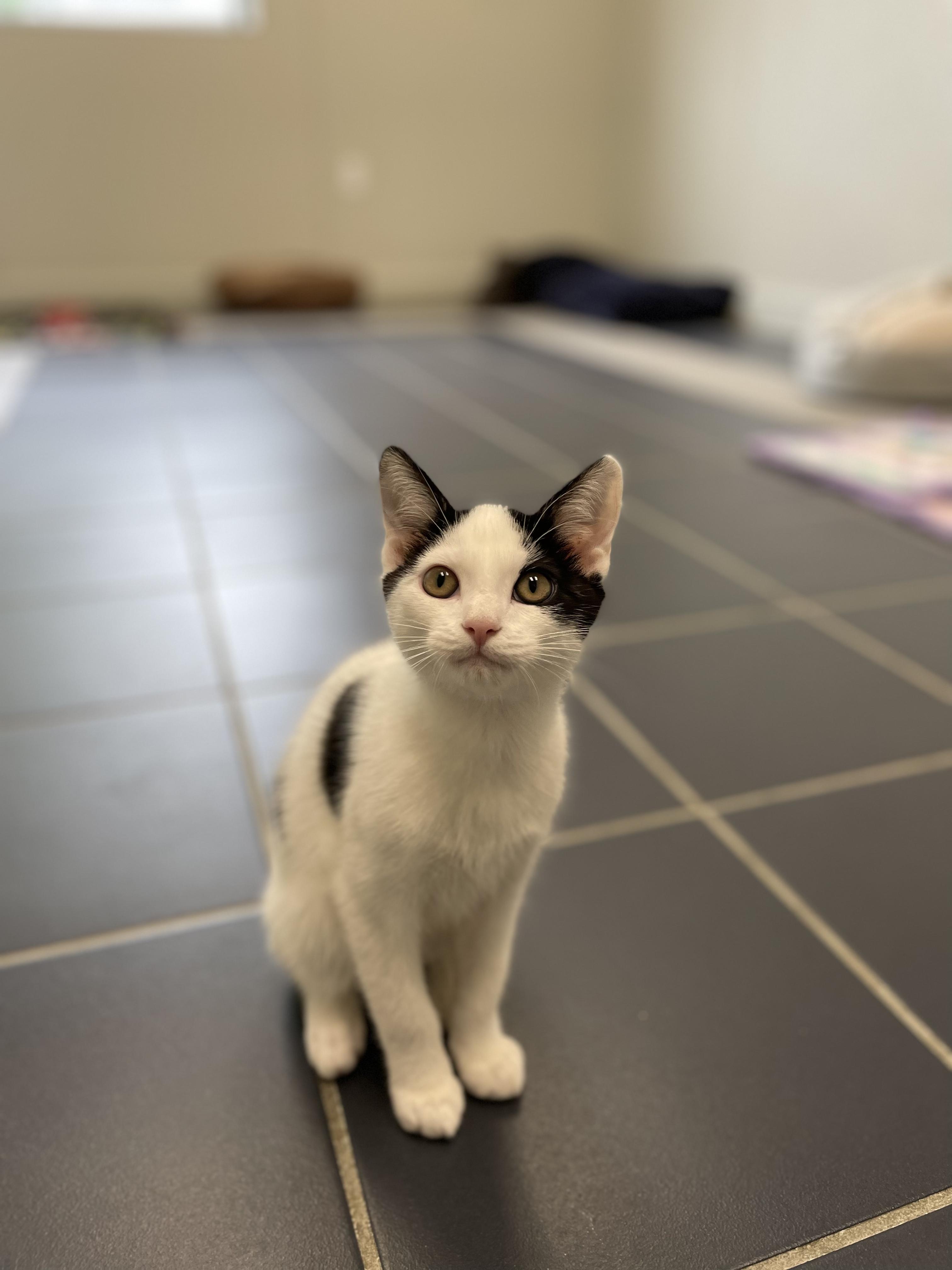 Kuma, Young Male Domestic Short Hair