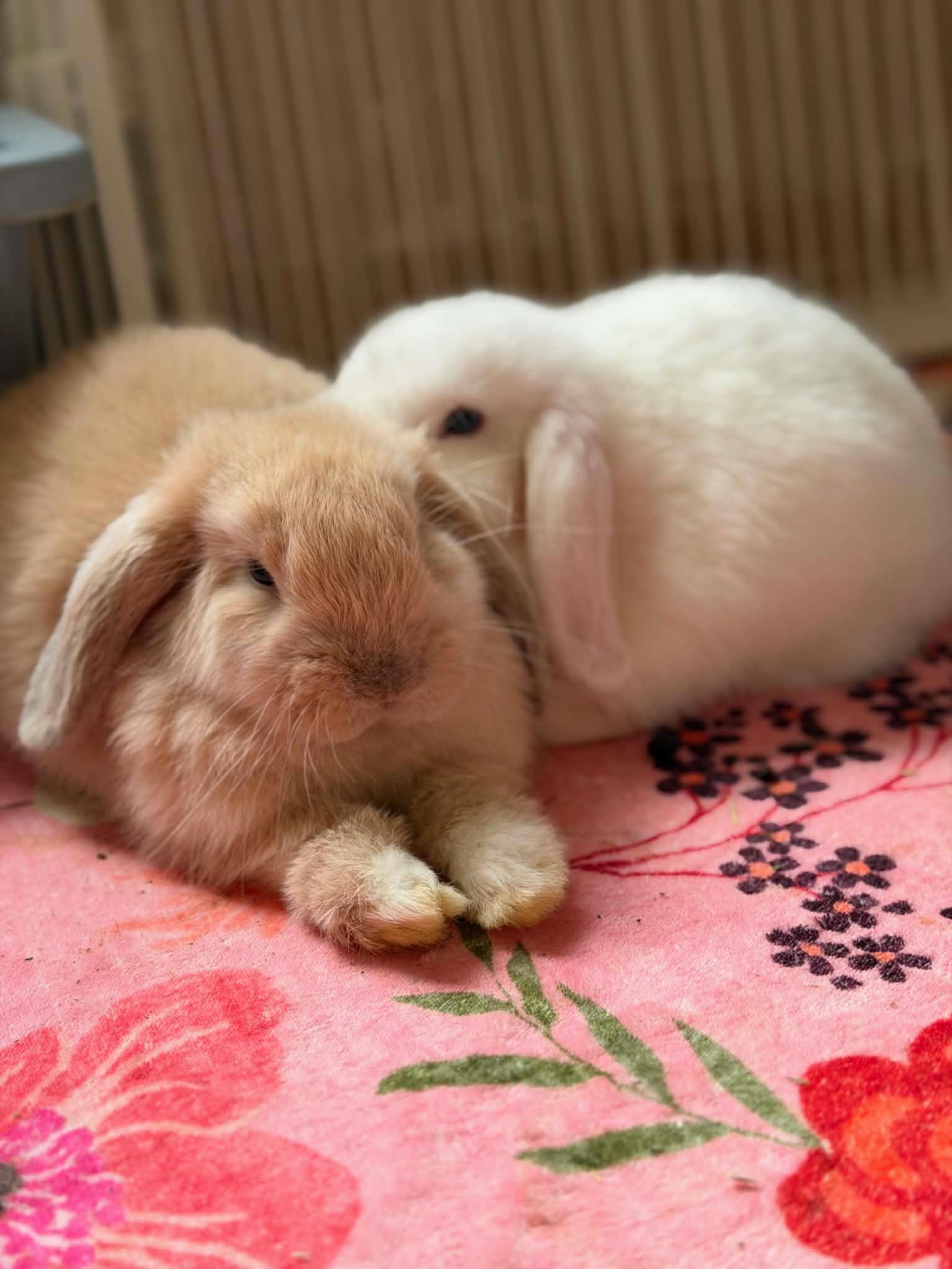 - Courtesy Post, adopted, Baby Male Holland Lop.