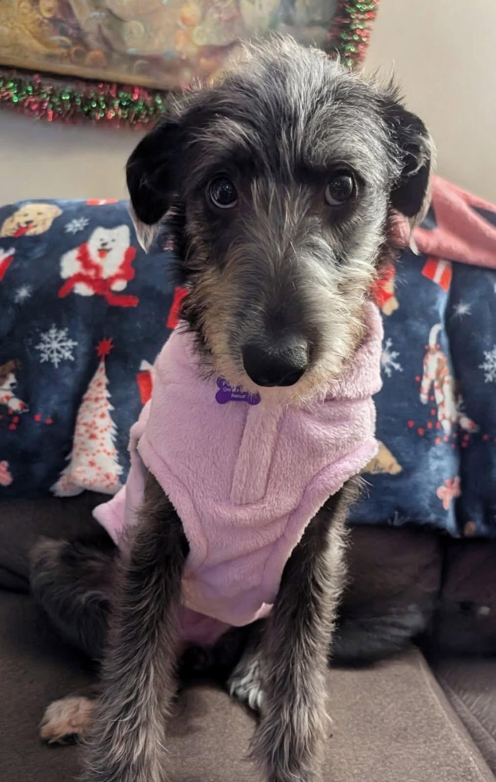 Roxie, adoptable, Puppy Female Wirehaired Terrier.