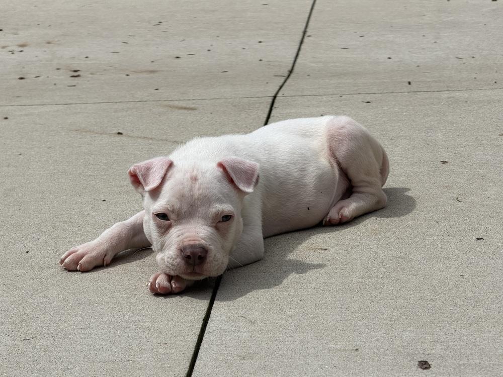 Yeti, Adoptable, Puppy Male Mixed Breed.