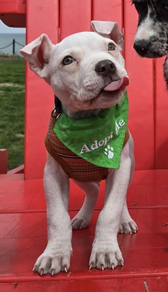 Yeti, a Adoptable mixed breed in Union Grove, WI image 3/6