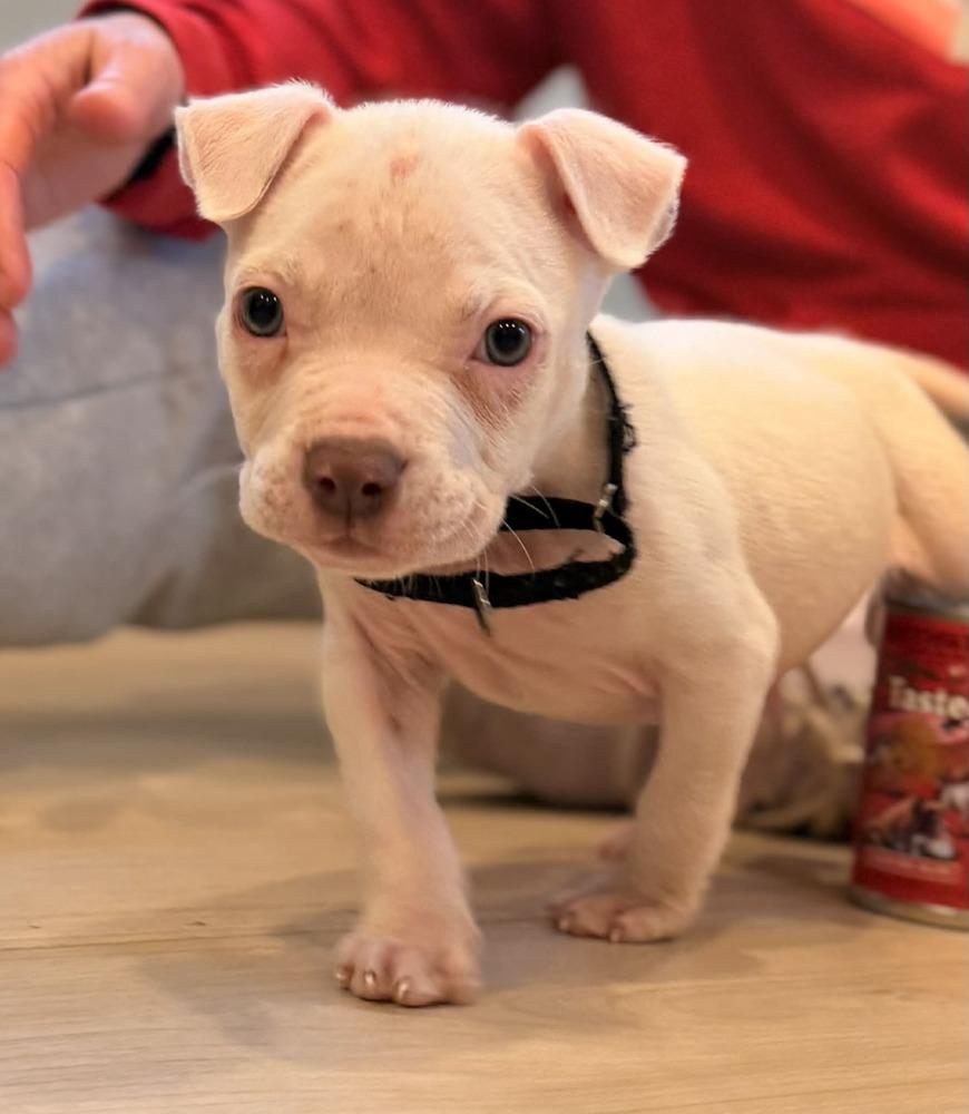 Yeti, a Adoptable mixed breed in Union Grove, WI image 5/6